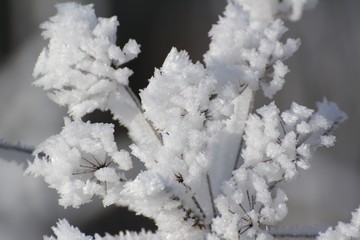 Frozen plant during freezing winter day