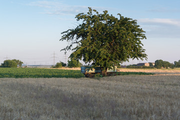 Lonely Tree In Farm Field