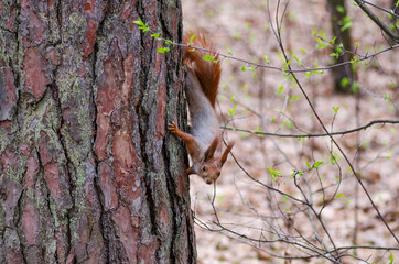 Protein in the cedar forest