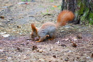 Protein in the cedar forest