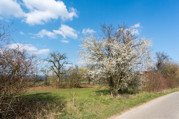 Apple Trees On A Summer Day