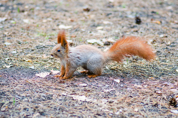 Protein in the cedar forest