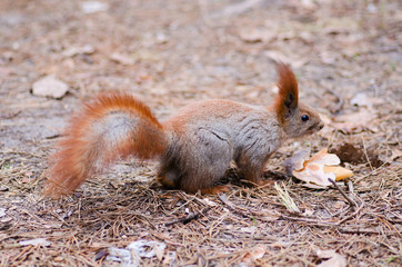 Protein in the cedar forest