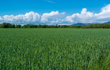 Obraz premium Farm And Clouds