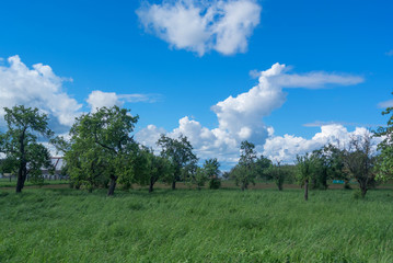 Summertime Orchard With Blue Skies