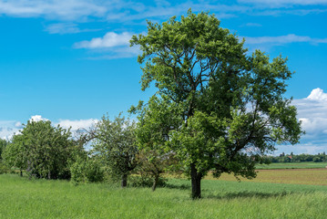 Trees and Old Orchard