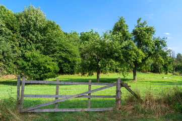 Fototapeta na wymiar Orchard Behind The Fence and Gate Summertime