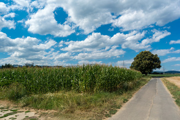 Fototapeta na wymiar Corn Along The Road With Blue Sky