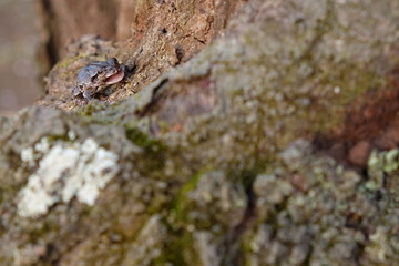 カエル　桜の木