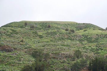 overgrown mountain