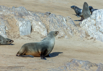 Cape Fur Seals on Cape Cross - Namibia, Africa