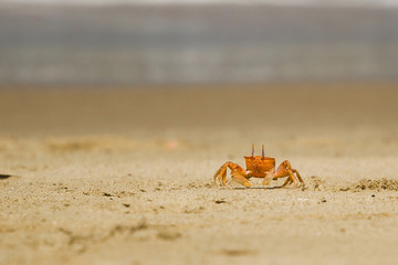 Crab on the beach