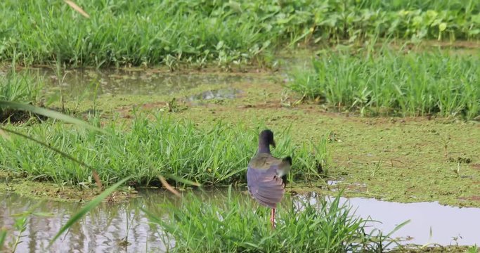 Purple swamphen, 4K