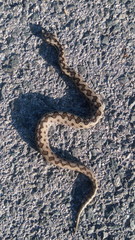 Víbora cornuda Portugal