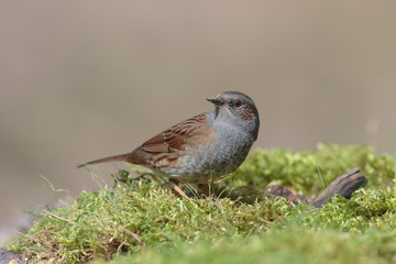 Dunnock 001