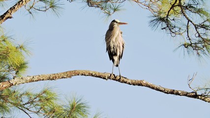 heron in tree