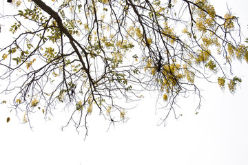 branch of treetop and flower of Golden Shower Tree and sunlight,isolated on white