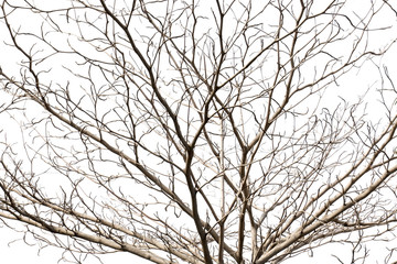 branch of treetop and sunlight,isolated on white