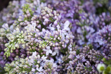 Fototapeta premium Violet unblown lilac as a background