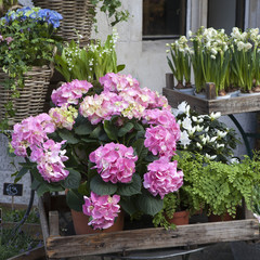 the wicker baskets with a pink and blue hydrangea, red Kalanchoe and ivy adorn the entrance to the house