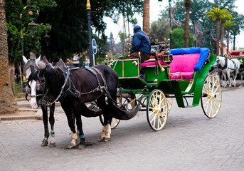 Carriage, driving horses in Marrakesh, Morocco