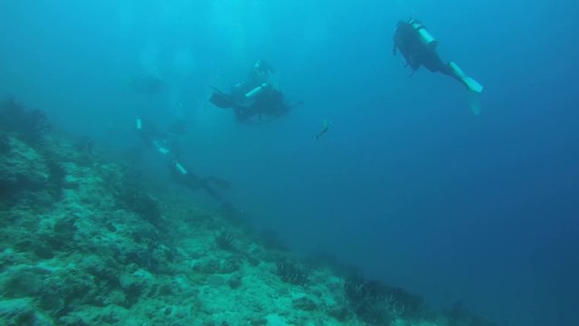 Remora (Echeneis naucrates) accompanies a group of scuba divers, Indian Ocean, Maldives
