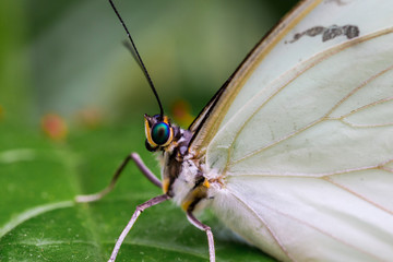 Fototapeta na wymiar White Morpho butterfly resting on some green vegetation.