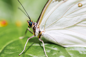 White Morpho butterfly resting on some green vegetation.