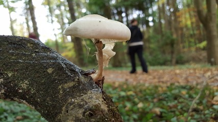 Fungus on a tree