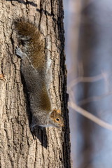 The eastern Grey Squirrel is native to the eastern and midwestern United States, and to the southerly portions of the eastern provinces of Canada. They are common in parks in Quebec Canada.