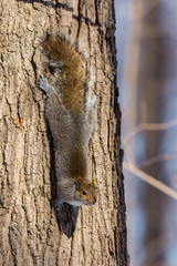 The eastern Grey Squirrel is native to the eastern and midwestern United States, and to the southerly portions of the eastern provinces of Canada. They are common in parks in Quebec Canada.