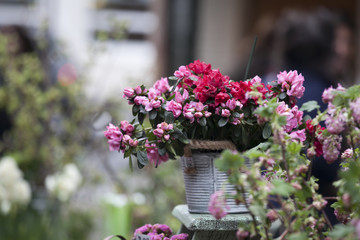 Pot with Rhododendron cultiver Azalea as decoration