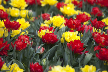 Wallpaper with red and yellow tulip.