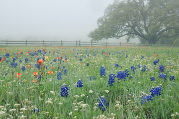 Meadow with blooming lupine, Indian brush and other flowers. Trees in the fog. Texas in the spring