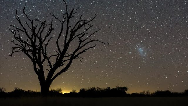 A scenic static night timelapse of a dead Acacia tree with the Milky Way twisting through a dark landscape scene and the moon rises to light up the landscape