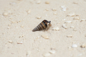 Hermit Crab in Shell on an Indonesian Island Beach.  Most of the approximately 1100 species possess an asymmetrical abdomen that is concealed in a scavenged gastropod shell.