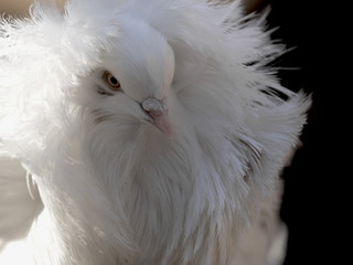 Jacobina pigeon portrait