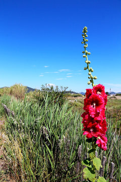 Alcea rosea - common hollyhock