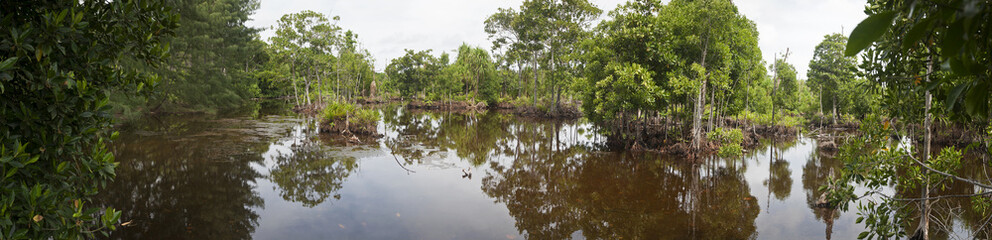 Fototapeta na wymiar Raja Ampat Island Swamp. Panoramic view of a swampland on an uninhabited island in the Raja Ampat area of West Papaua, Indonesia.