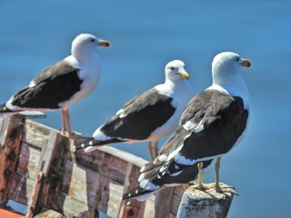 Obraz premium 3 Birds