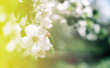 Beautiful flowers of the blossoming apple tree in the spring time/