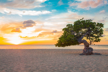 Idyllic view of tropical Aruba beach with Divi Divi tree at sunset