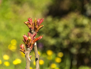 spring flowers