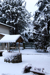 Snowy in The Home Garden