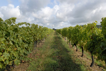 Fototapeta na wymiar Vineyard, Bordeaux, France