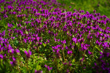 Naklejka premium Nature Colorful Natural Blurred Background. Bokeh, Boke Wild Flowers With Sunlight Colors Absract Background