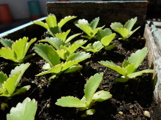 Plantas Verdes en Crecimiento