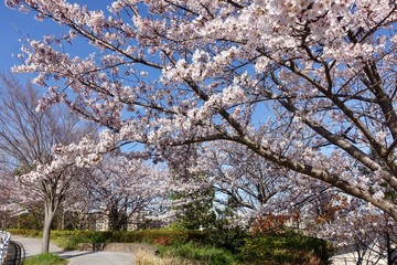 Fototapeta premium 桜