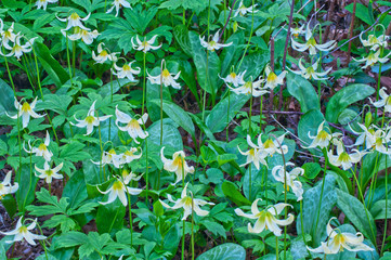 Closeup Meadow of white Fawn Lily flowers/Closeup of white fawn lily flowers in garden. Flower species name is erythronium oregonum and green ground cover is Shiny geranium, Geranium lucidum
