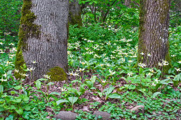 Trees in forest with meadow of Fawn Lily flowers in horizontal position/Trees surrounded by a meadow of white fawn lily flowers. Species name is erythronium oregonum